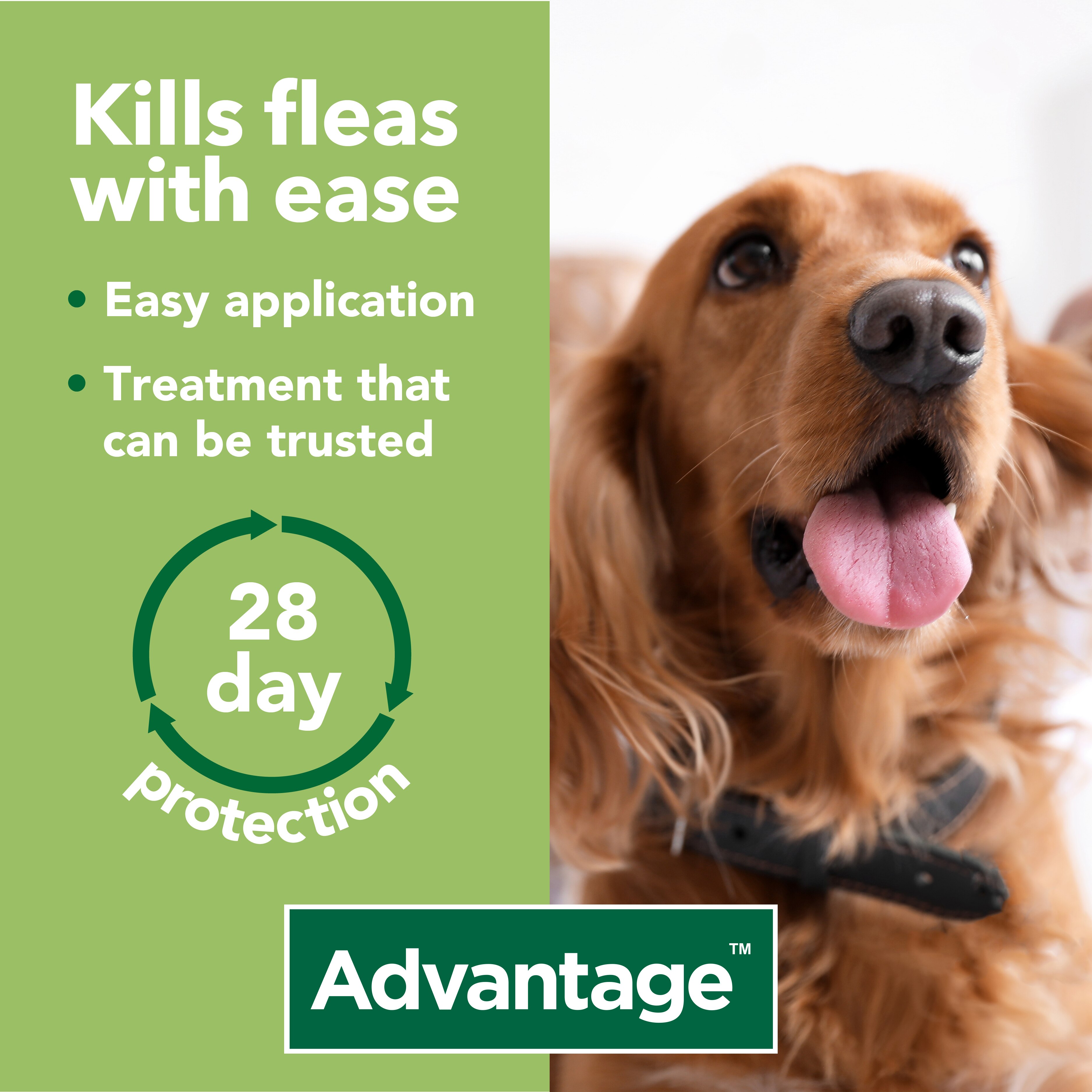 Cheapest place to buy advantage for dogs deals